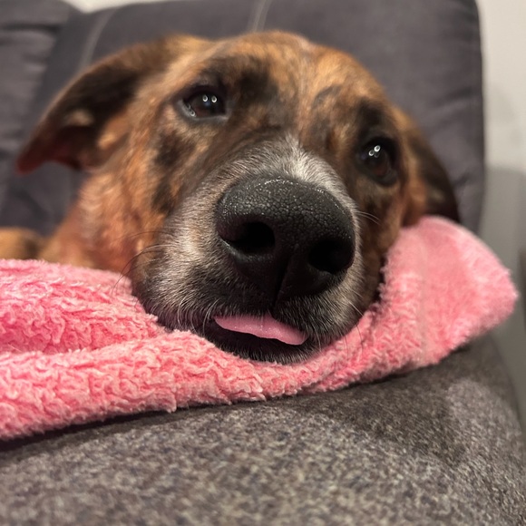 Meet your Posher, Addison - Picture 1 of 4